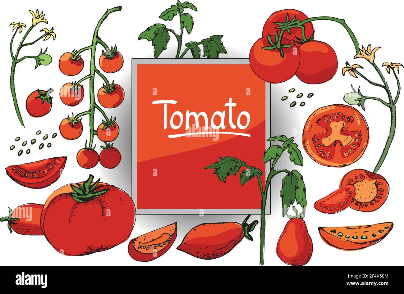Vegetable vector sketch. A set of tomatoes of different types. Isolated