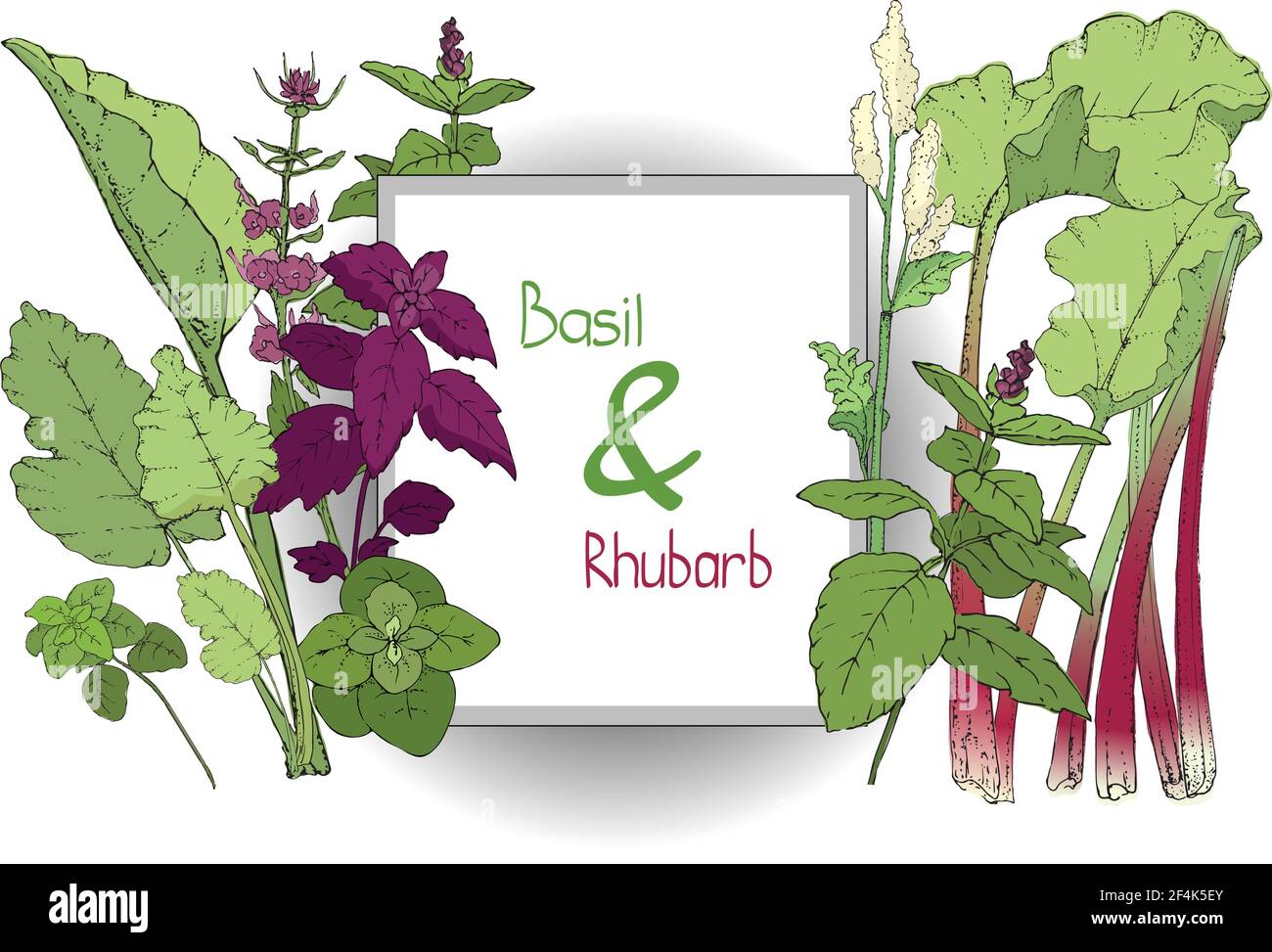 Vector set of basil plant and rhubarb. Green and purple cinnamon and Italian basil with leaves and flowers. Fresh pieplant with green leaves Stock Vector