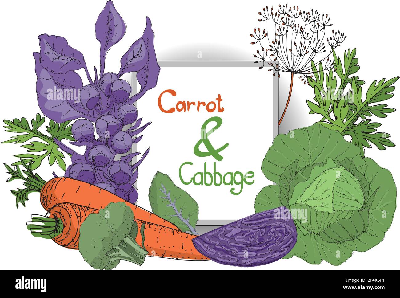 Vector plant set with fresh white cabbage, purple cabbage, green broccoli, purple brussels sprouts and orange carrot with leaves and seeds. Stock Vector
