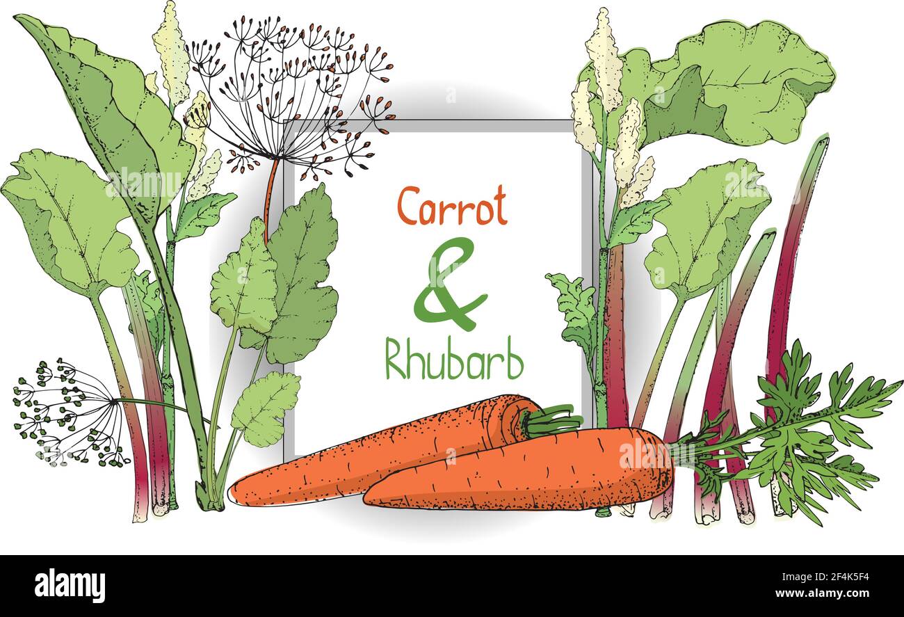 Vector set with rhubarb and carrot. Fresh pieplant with green leaves, green and red stems, white and pale yellow flowers, finger of rhubarb. Stock Vector
