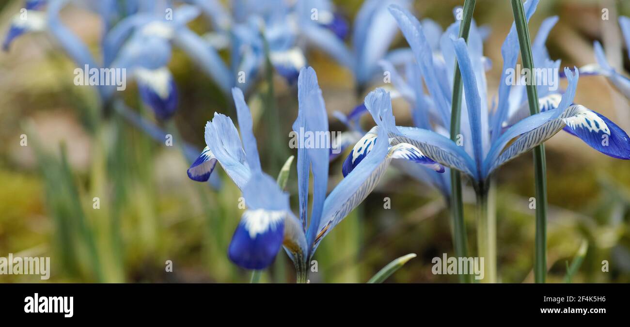 Close up of blue flowers in spring. Soft blue dwarf irises, Netted iris, Iris reticulata is a species of flowering plant in the family Iridaceae. Stock Photo