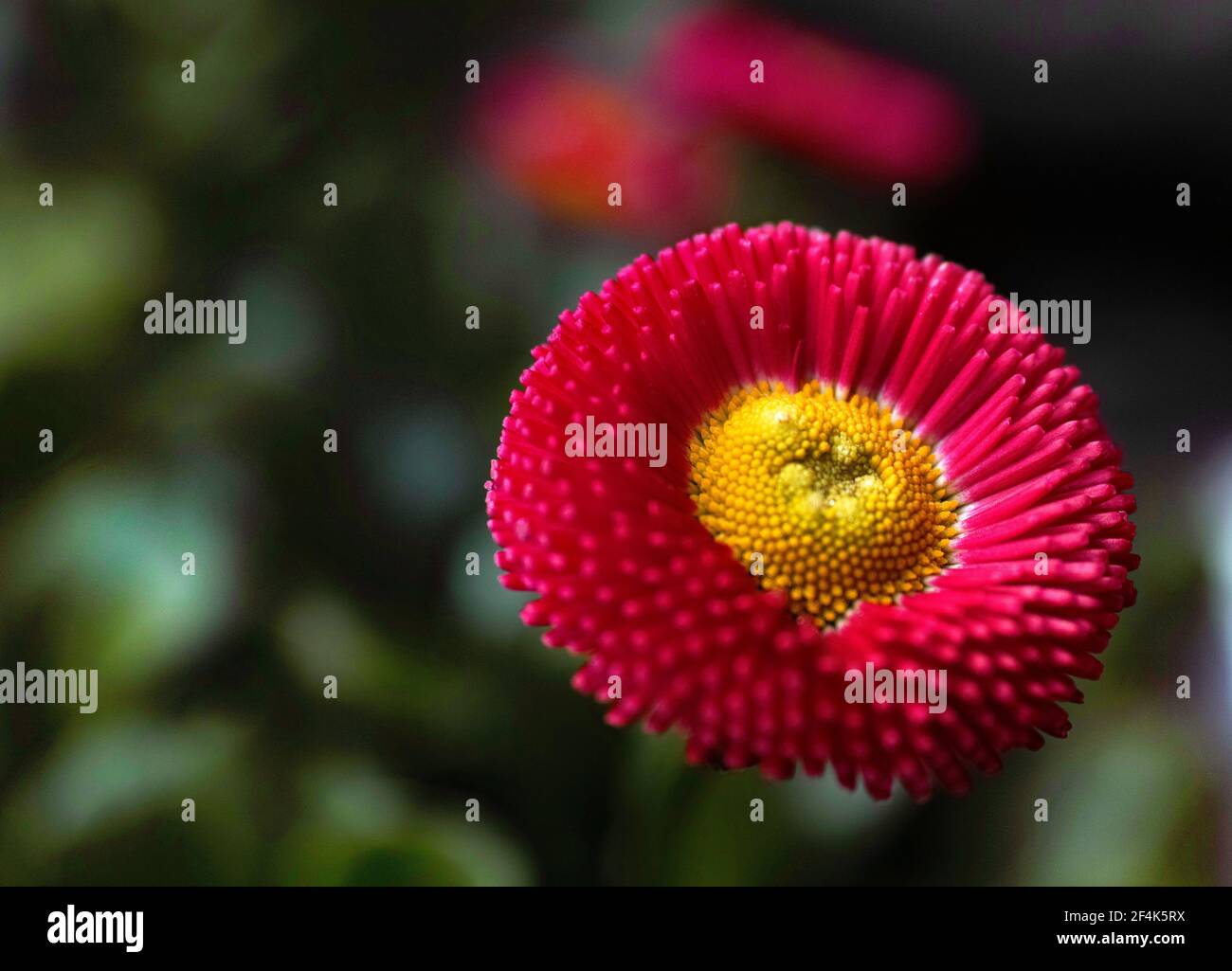 Red English Daisy. Bellis Perennis Double Flower. Blurred dark green background. Stock Photo