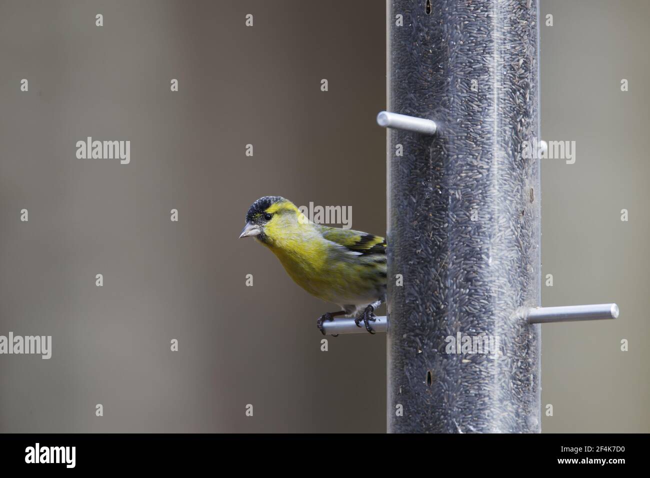 Siskin - on niger seed feeder Carduelis spinus Hampshire, UK BI022271 Stock Photo