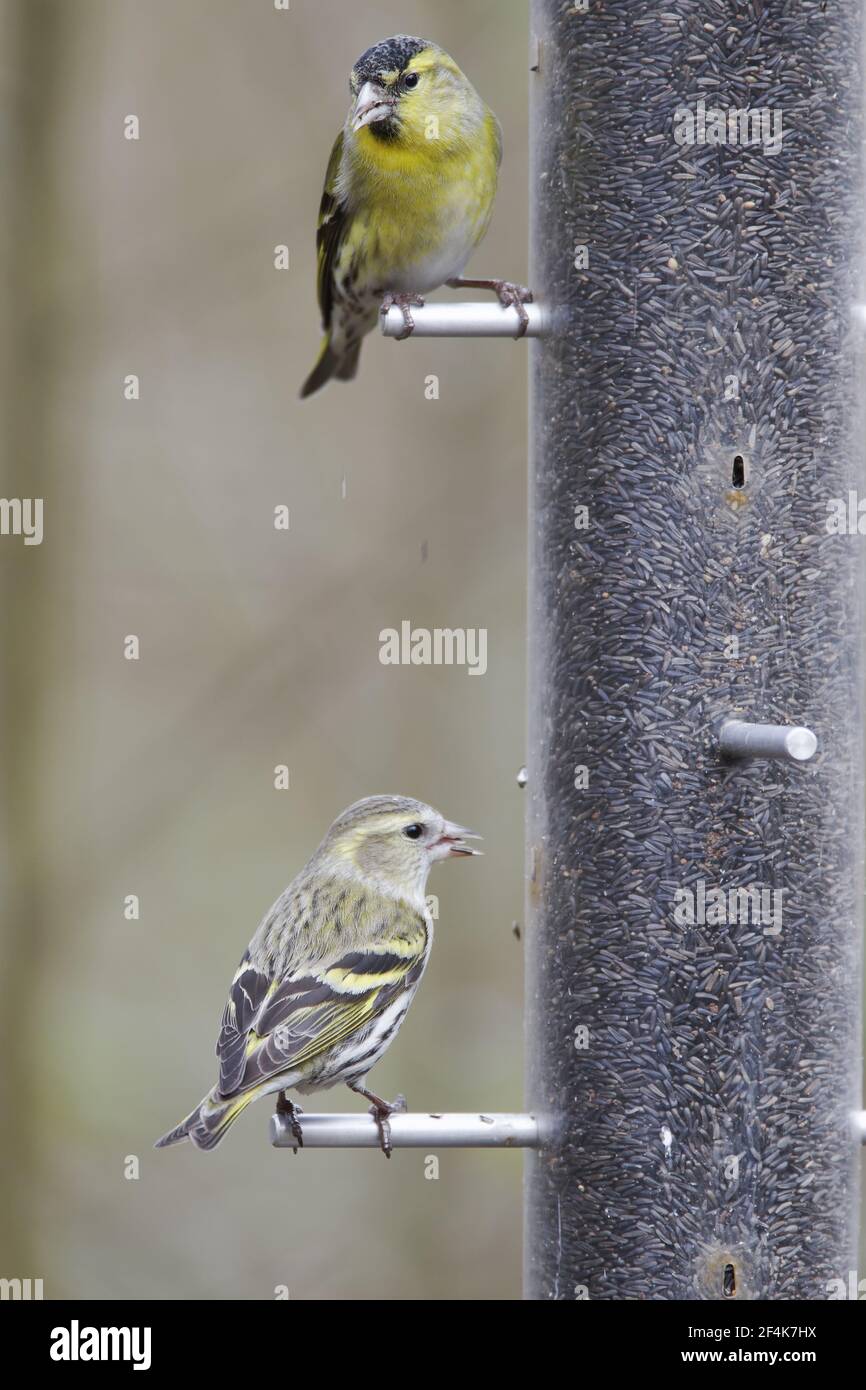 Siskin - on niger seed feeder Carduelis spinus Hampshire, UK BI022279 Stock Photo