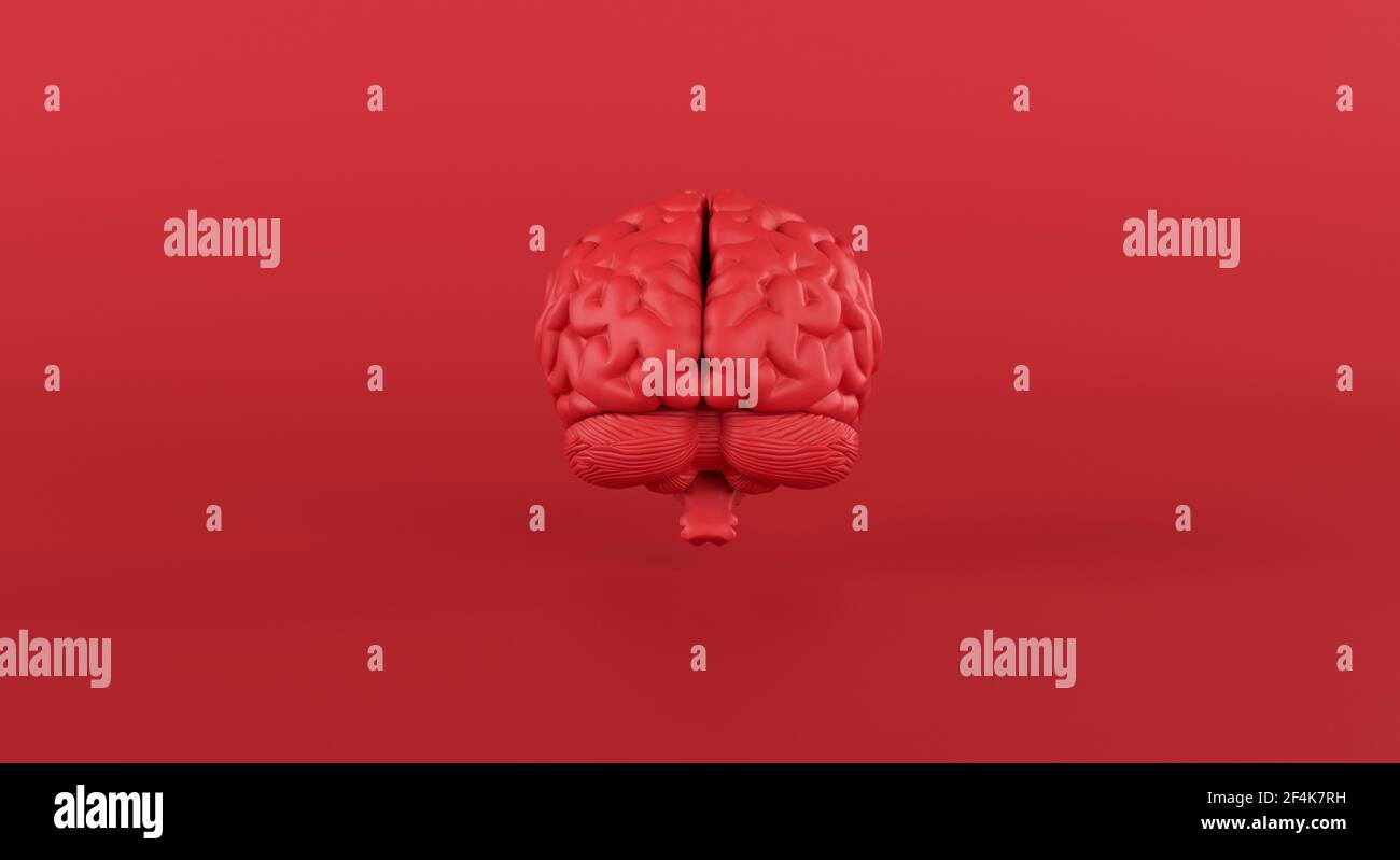 Red brain in front view on minimal studio background, thinking, idea, passionate business, medical. 3d rendering. Stock Photo
