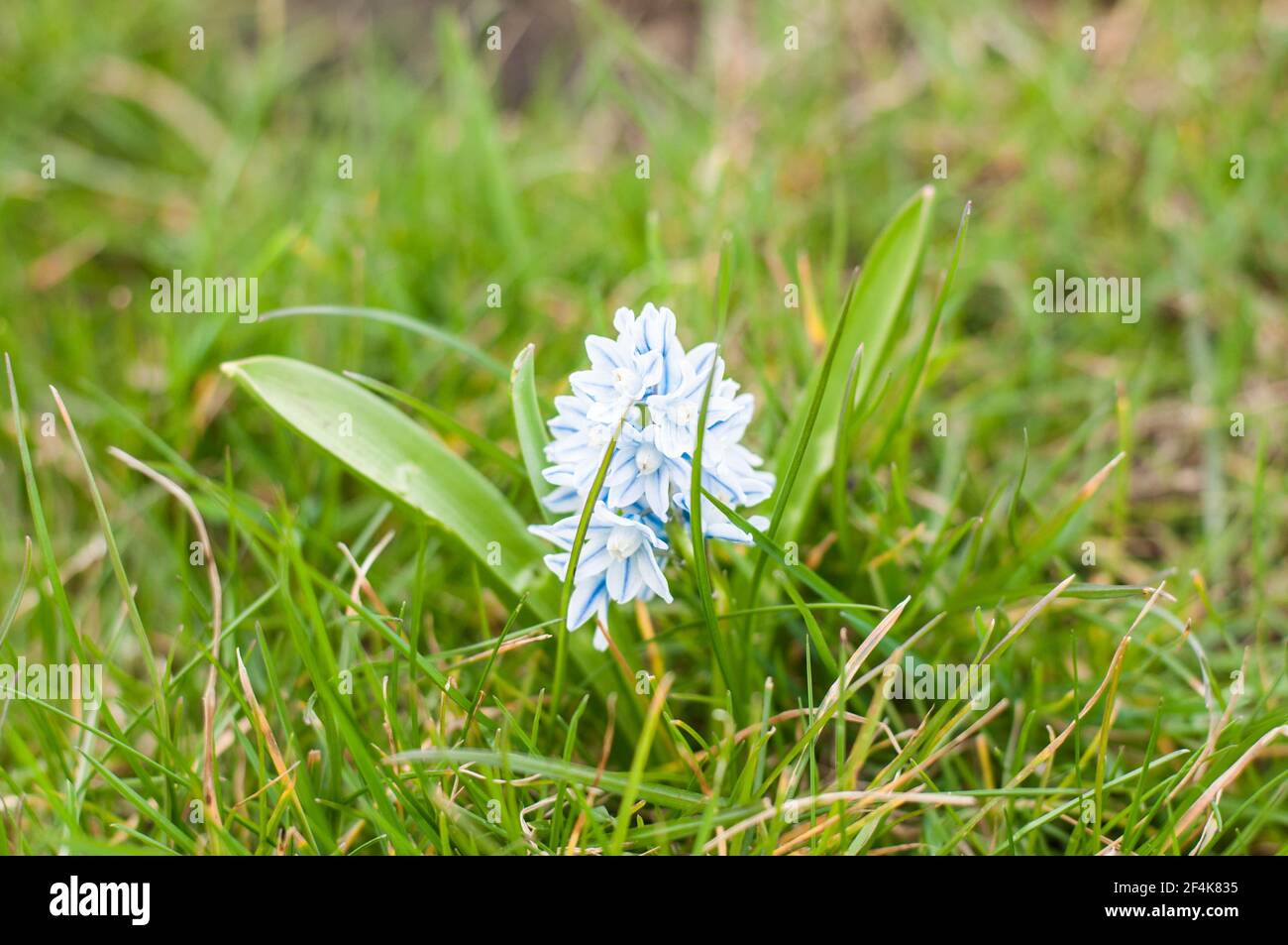 Blossoming spring flower - blue and white Hyacinths Stock Photo