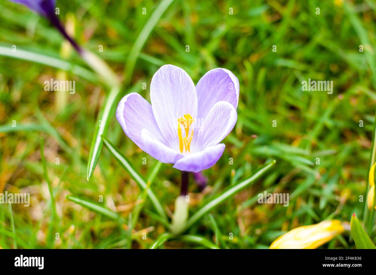 Blossoming spring flower - purple Crocus Stock Photo
