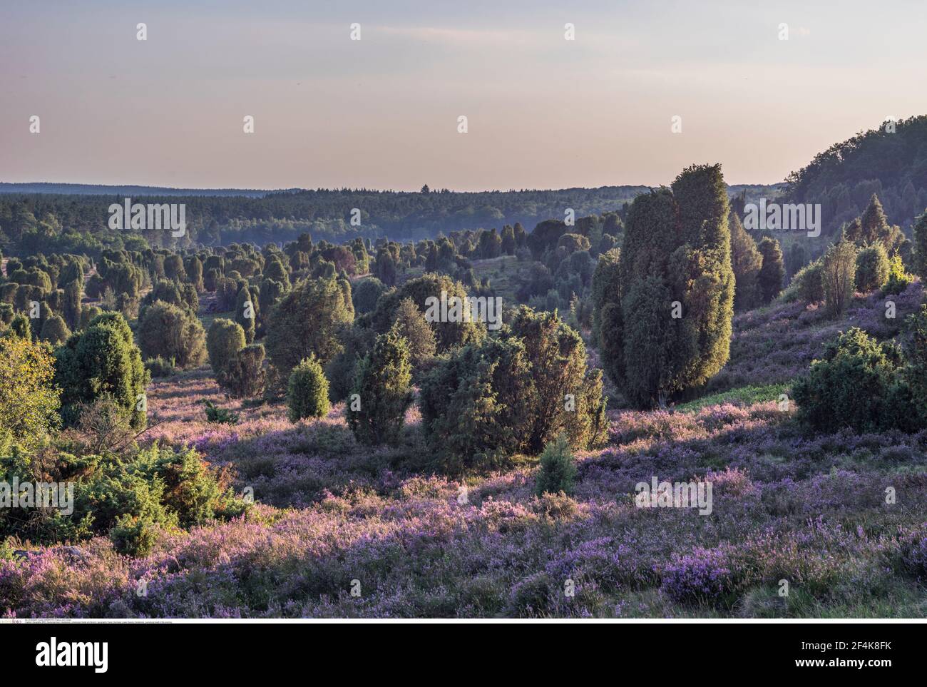 geography / travel, Germany, Lower Saxony, Heidekreis, Lueneburg heath in the evening, Additional-Rights-Clearance-Info-Not-Available Stock Photo