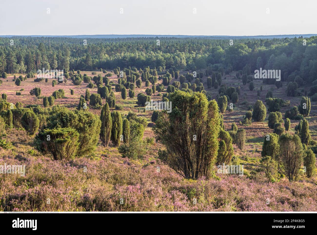 geography / travel, Germany, Lower Saxony, Heidekreis, Lueneburg heath in the evening, Additional-Rights-Clearance-Info-Not-Available Stock Photo
