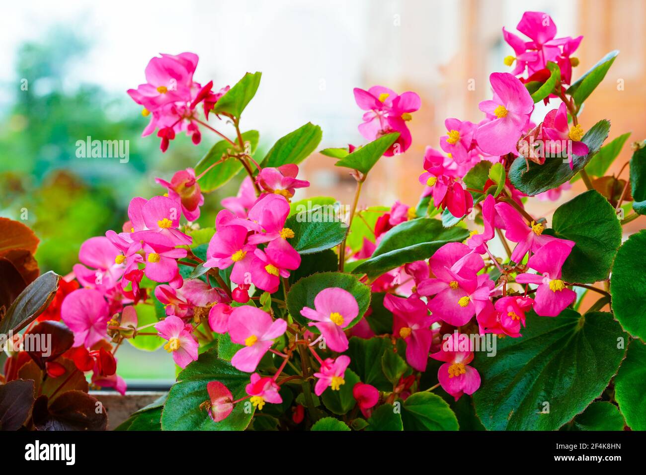Pink begonia flowers on the window background Stock Photo - Alamy