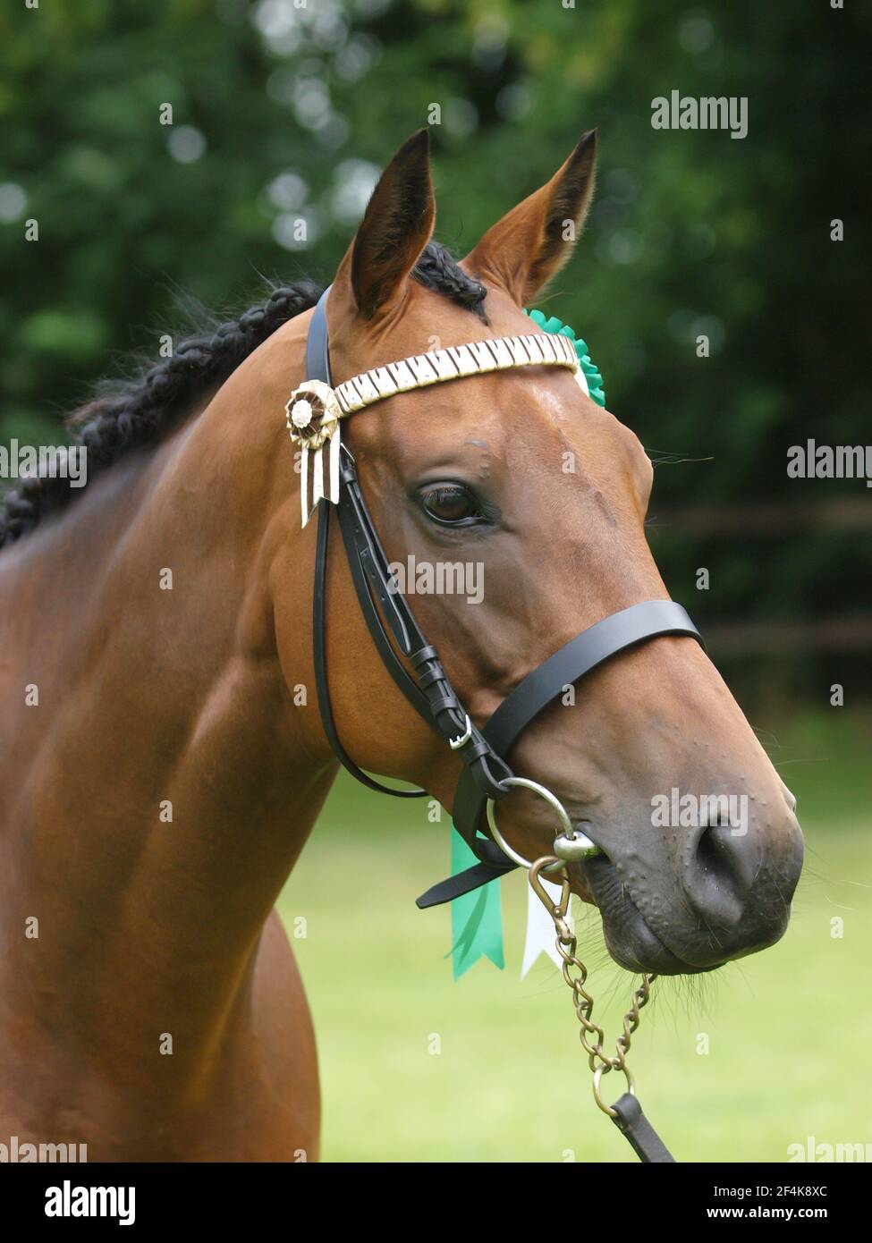 A head shot of a horse in hand in the show ring. Stock Photo