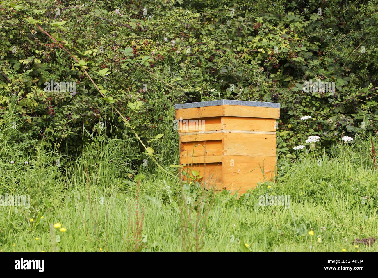 Beehive in gardenEssex, UK IN000975 Stock Photo