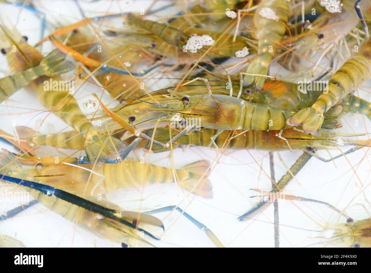 Fresh shrimp prawn life on the pond, Shrimp farm for sales to the