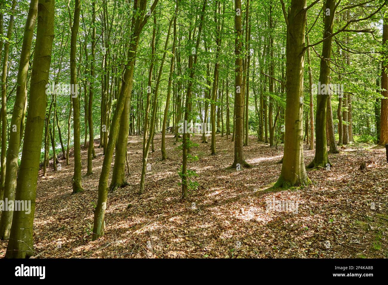 Forest path tall trees sunlight hi-res stock photography and images - Alamy