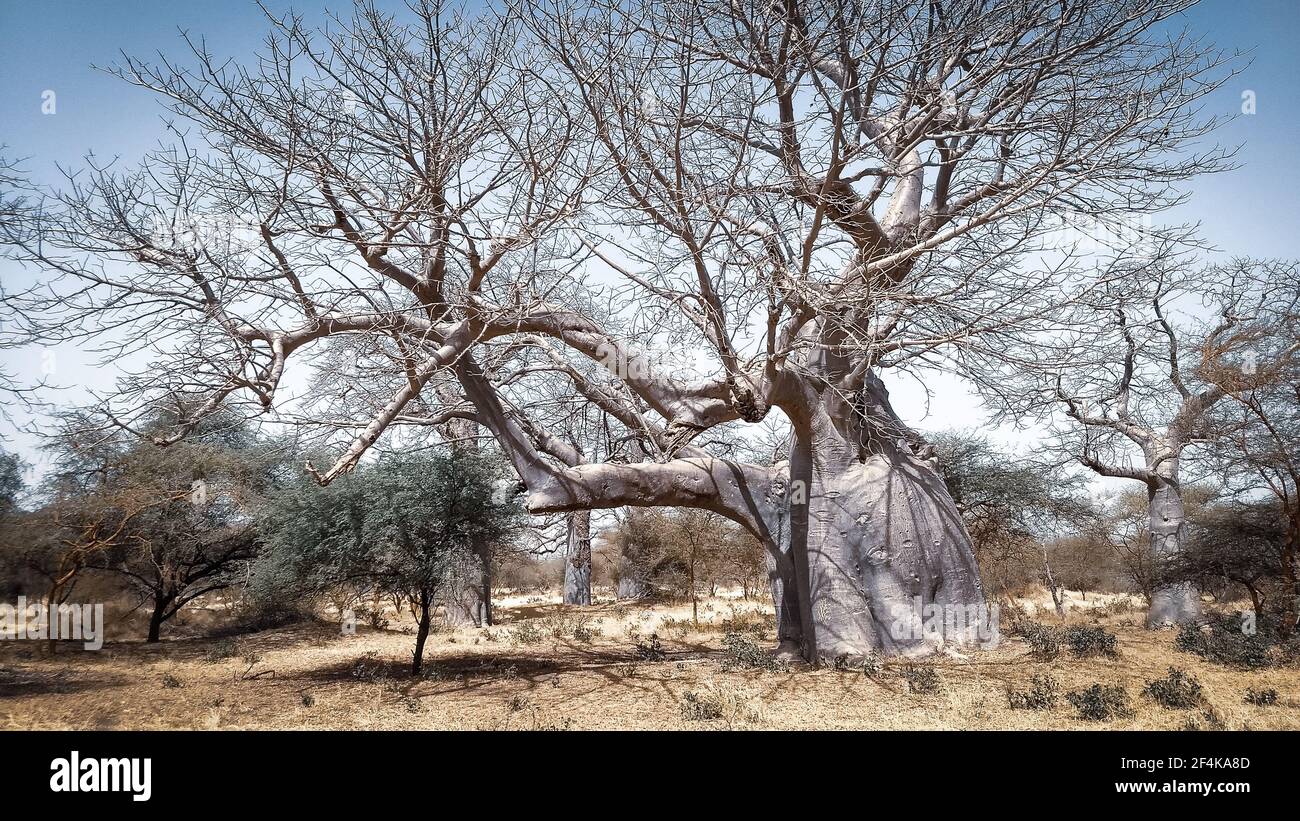 Huge African Baobab tree in the savannah, Sahel zone, Senegal Stock