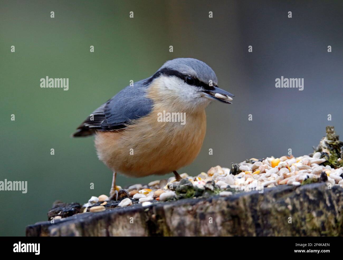 Nuthatch collecting and caching food in the woods Stock Photo