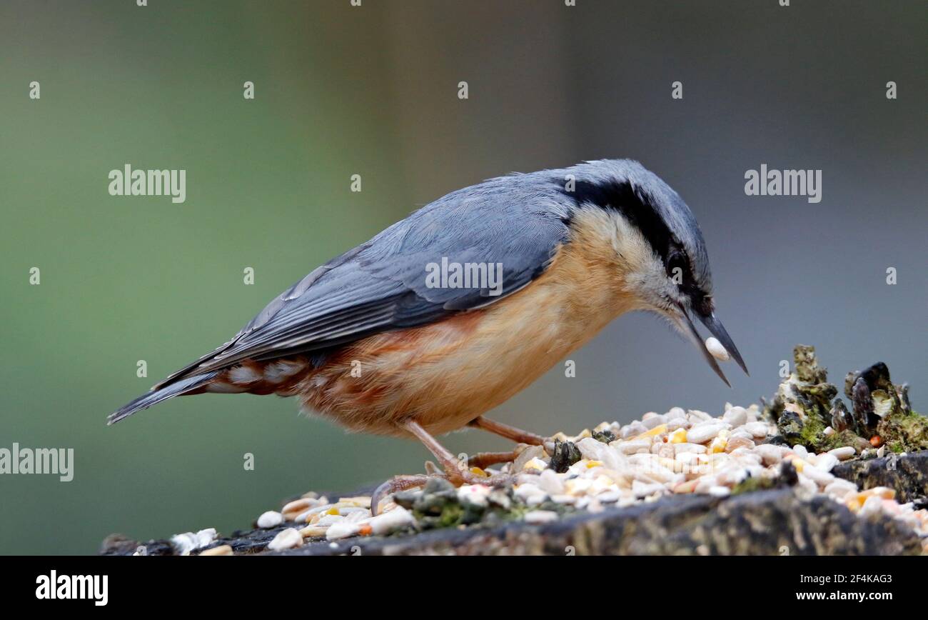 Nuthatch collecting and caching food in the woods Stock Photo