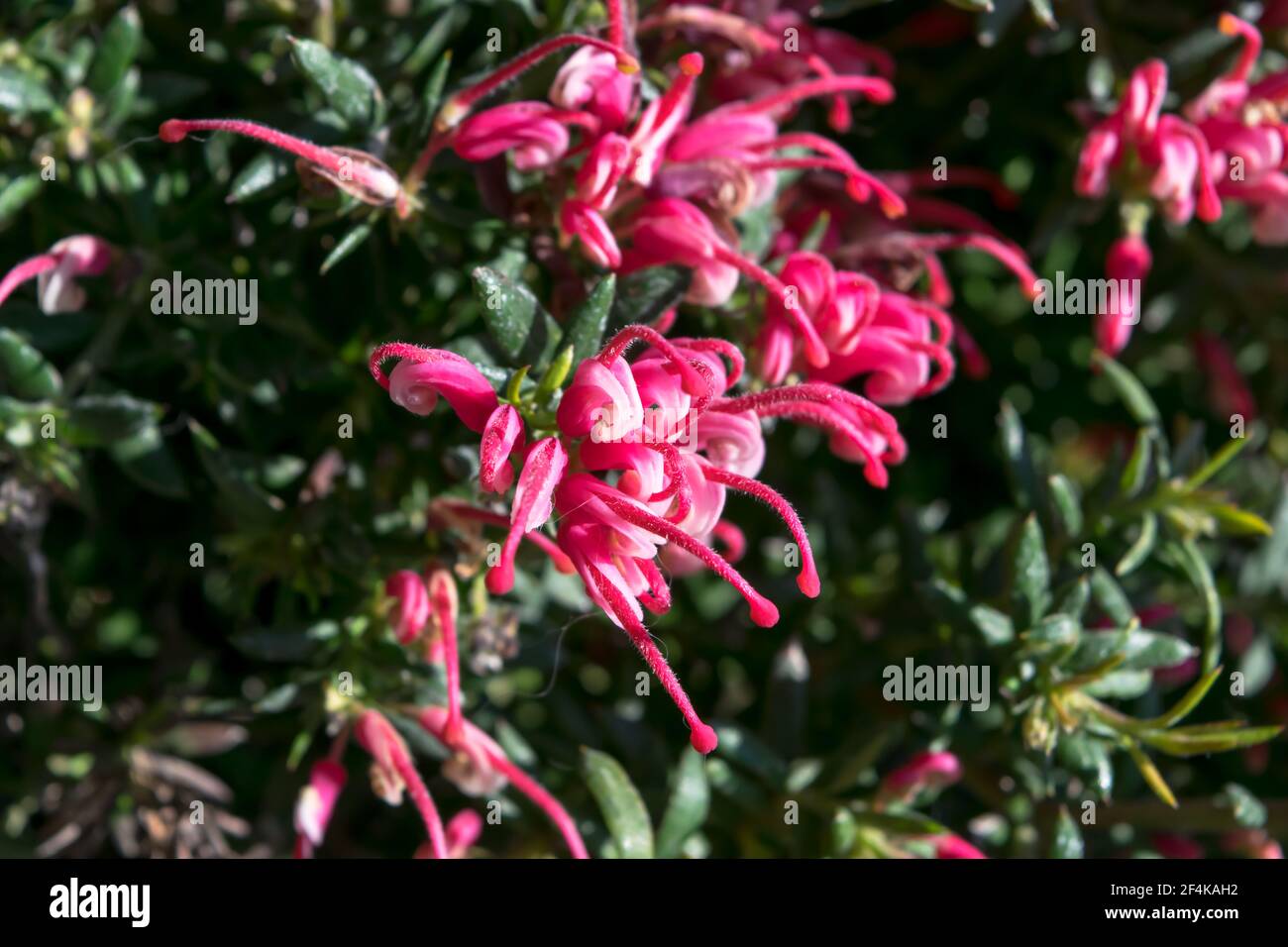 Close-up of a wonderful plant of Justicia carnea, with its characteristic colorful flowers. Stock Photo