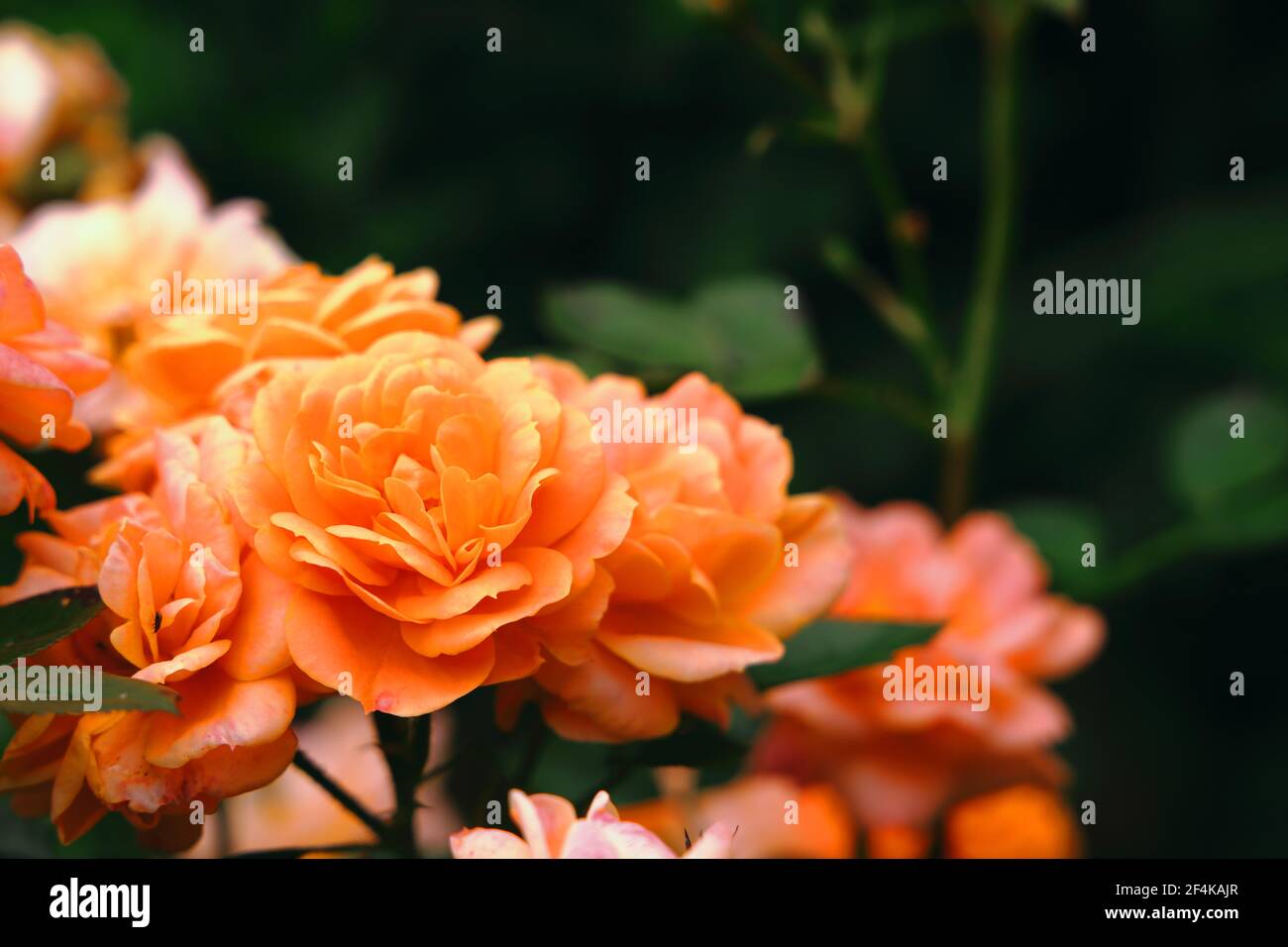 Apricot Clementine rose Stock Photo - Alamy