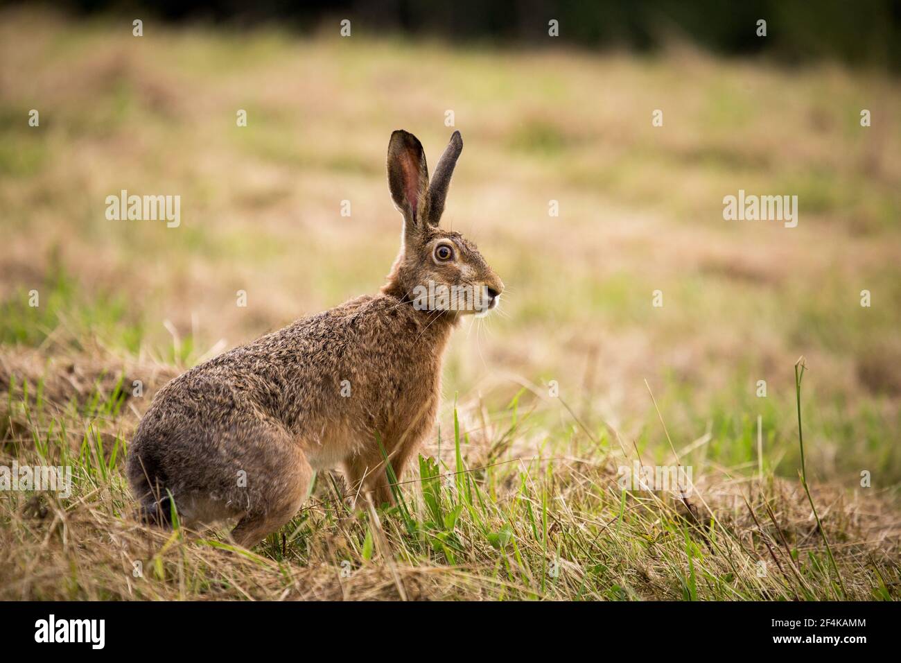 Wild hare in green grass Stock Photo