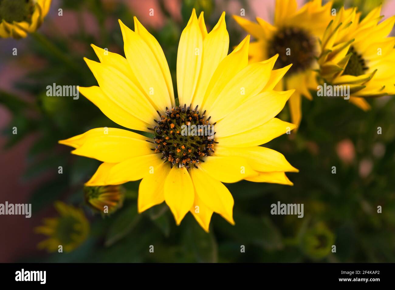 Close-up of a wonderful plant of helianthus debilis, with its characteristic colorful flowers. Stock Photo