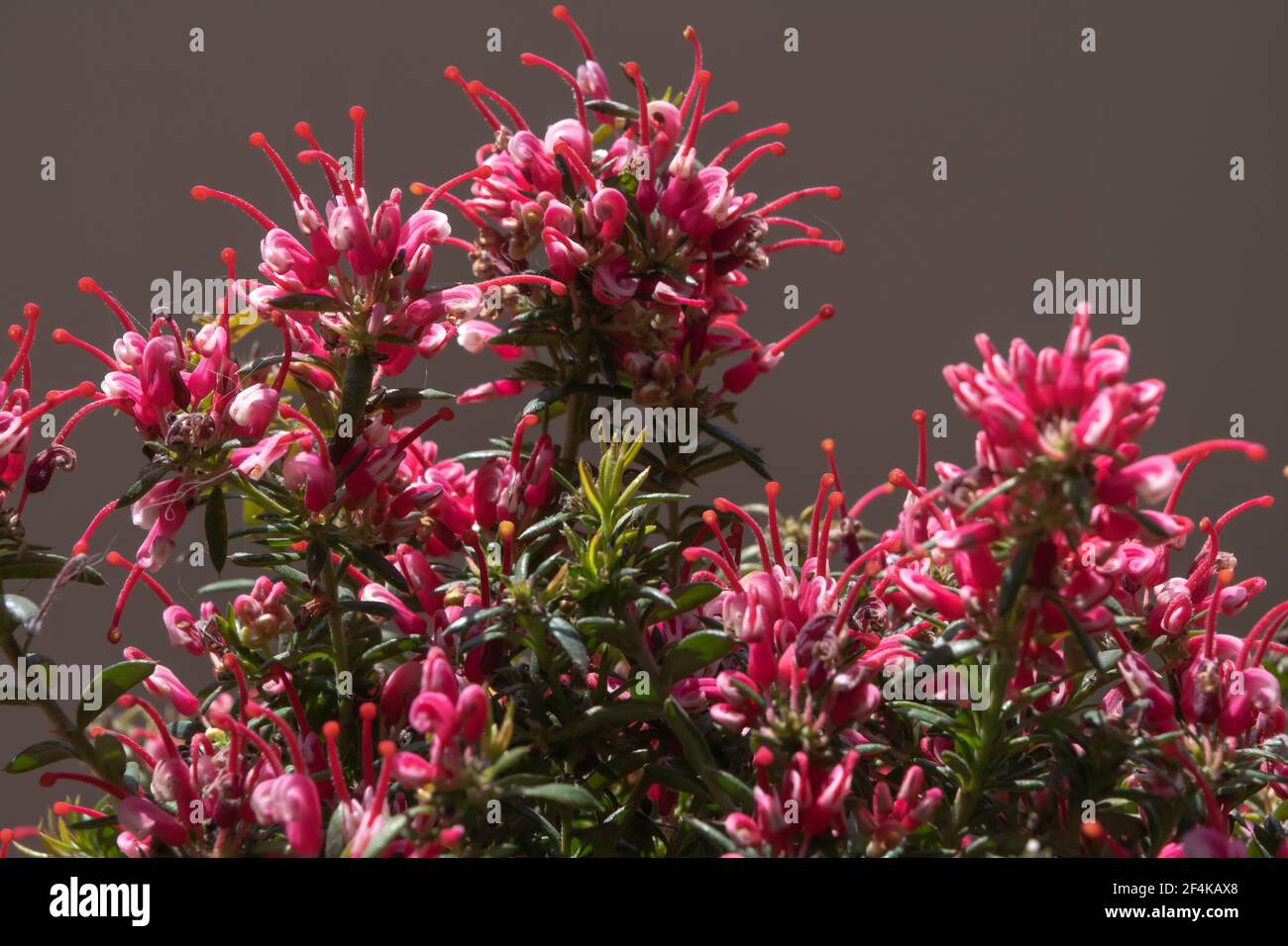 Close-up of a wonderful plant of Justicia carnea, with its characteristic colorful flowers. Stock Photo