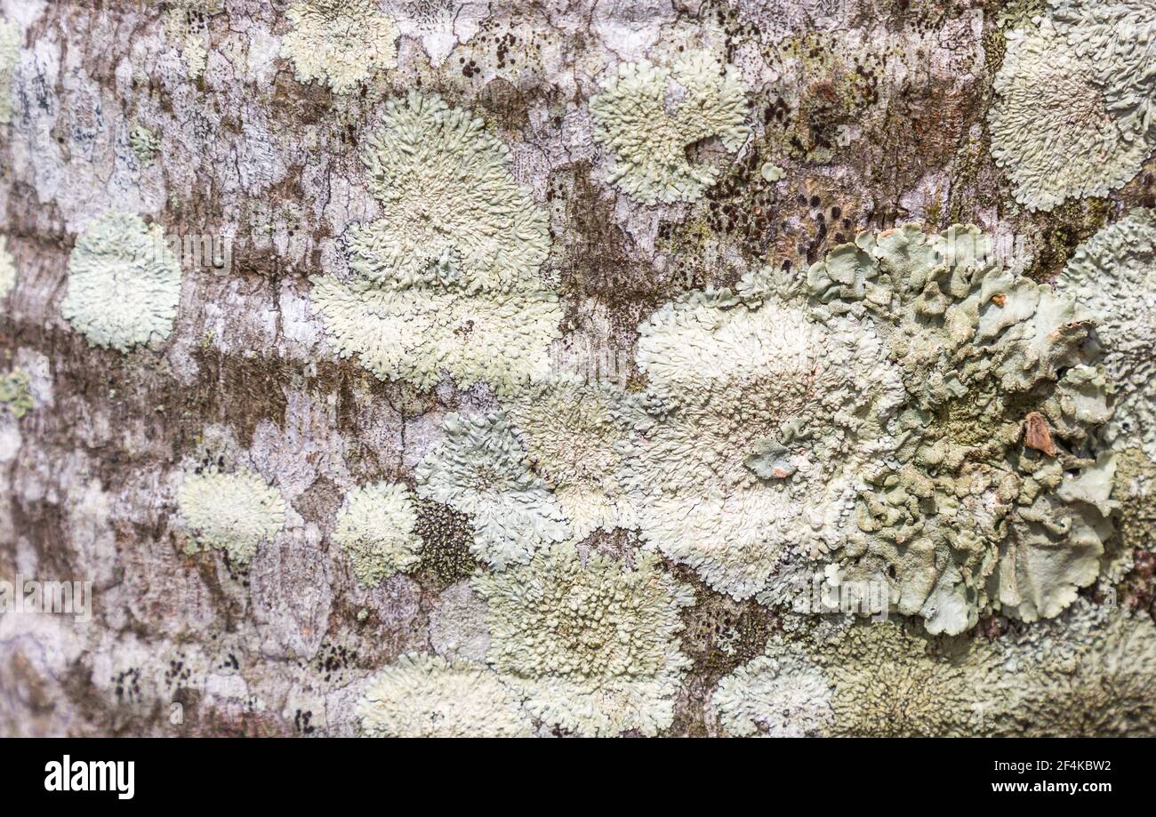 Selective focus shot of lichen on the trunk of the palm tree Stock Photo