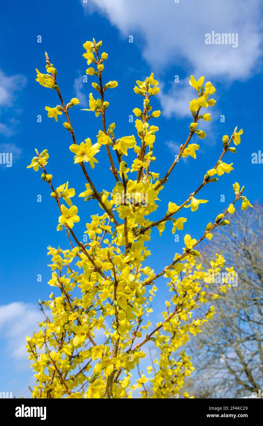 Looking up at yellow forsythia flowers against a blue sky. Stock Photo