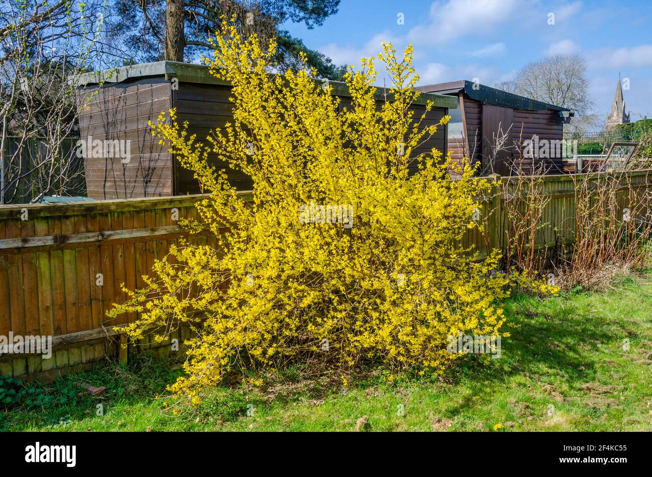 A yellow forsythia shrub in full bloom on a garden. Stock Photo