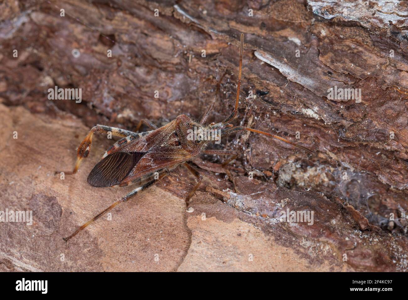 Amerikanische Kiefernwanze, Amerikanische Zapfenwanze, Nordamerikanische Zapfenwanze, Leptoglossus occidentalis, western conifer seed bug, la punaise Stock Photo