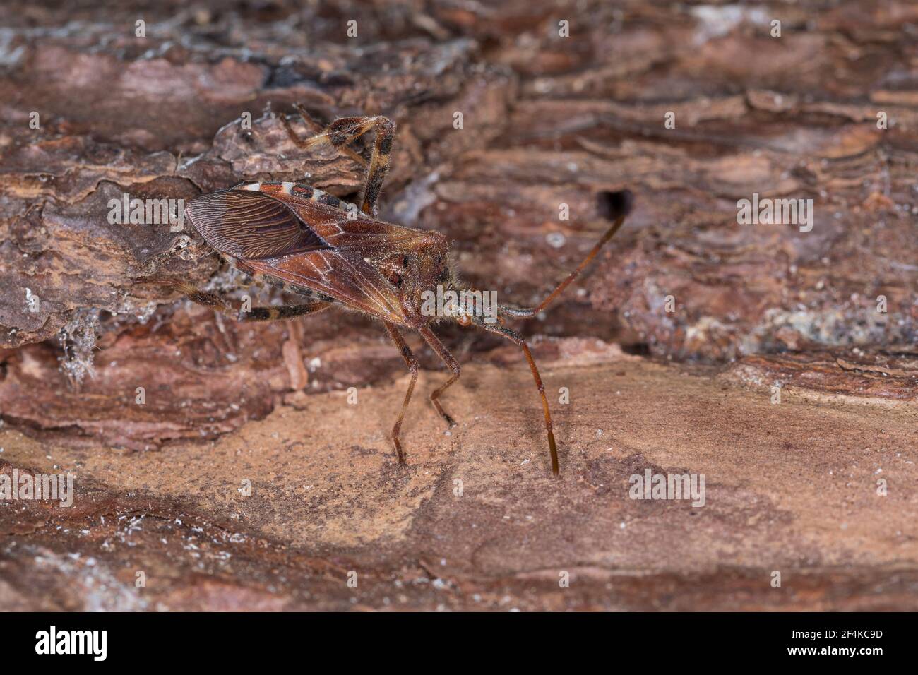 Amerikanische Kiefernwanze, Amerikanische Zapfenwanze, Nordamerikanische Zapfenwanze, Leptoglossus occidentalis, western conifer seed bug, la punaise Stock Photo