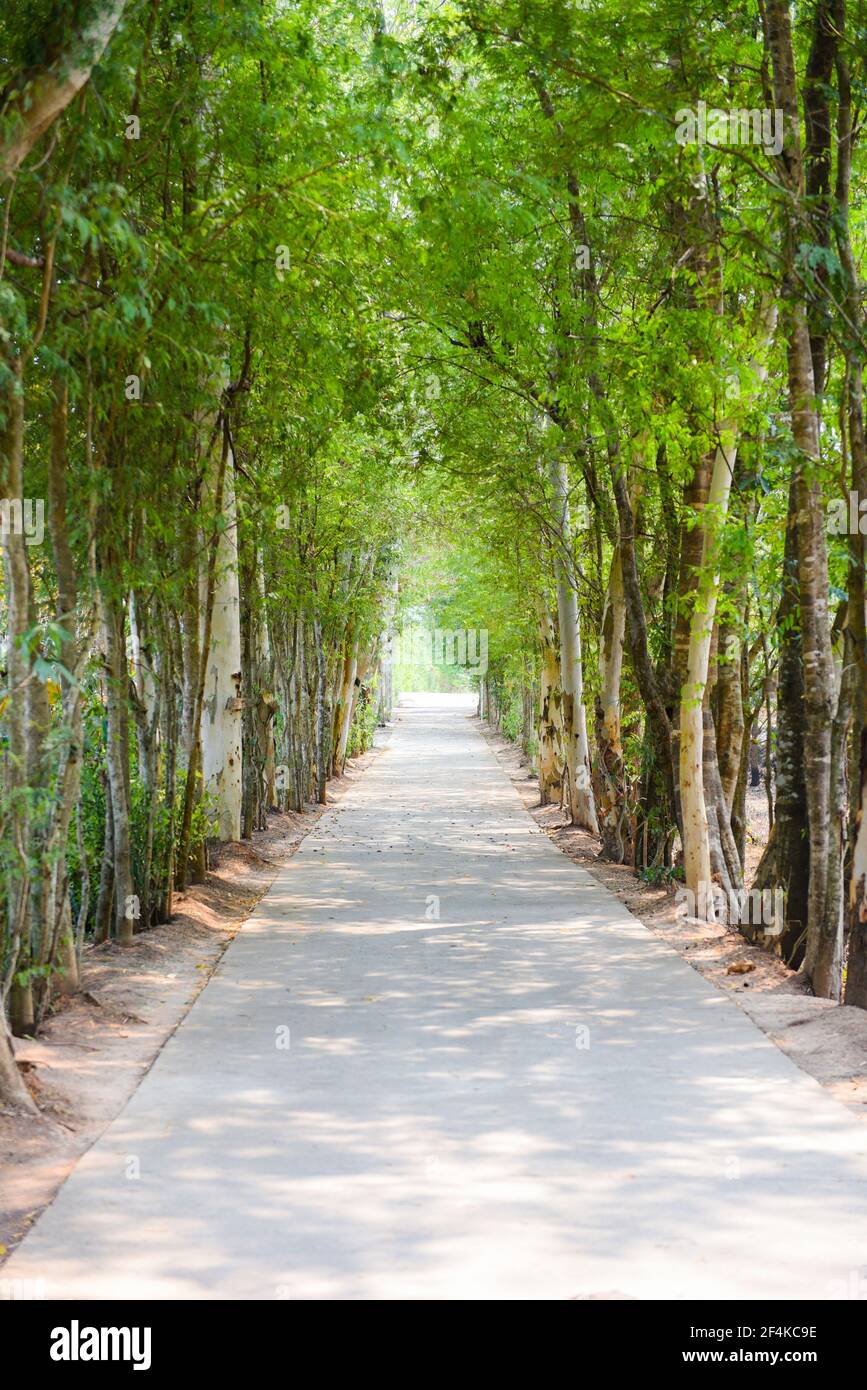 Tree tunnel road. Road through tree tunnel, Tree tunnel road view Stock ...