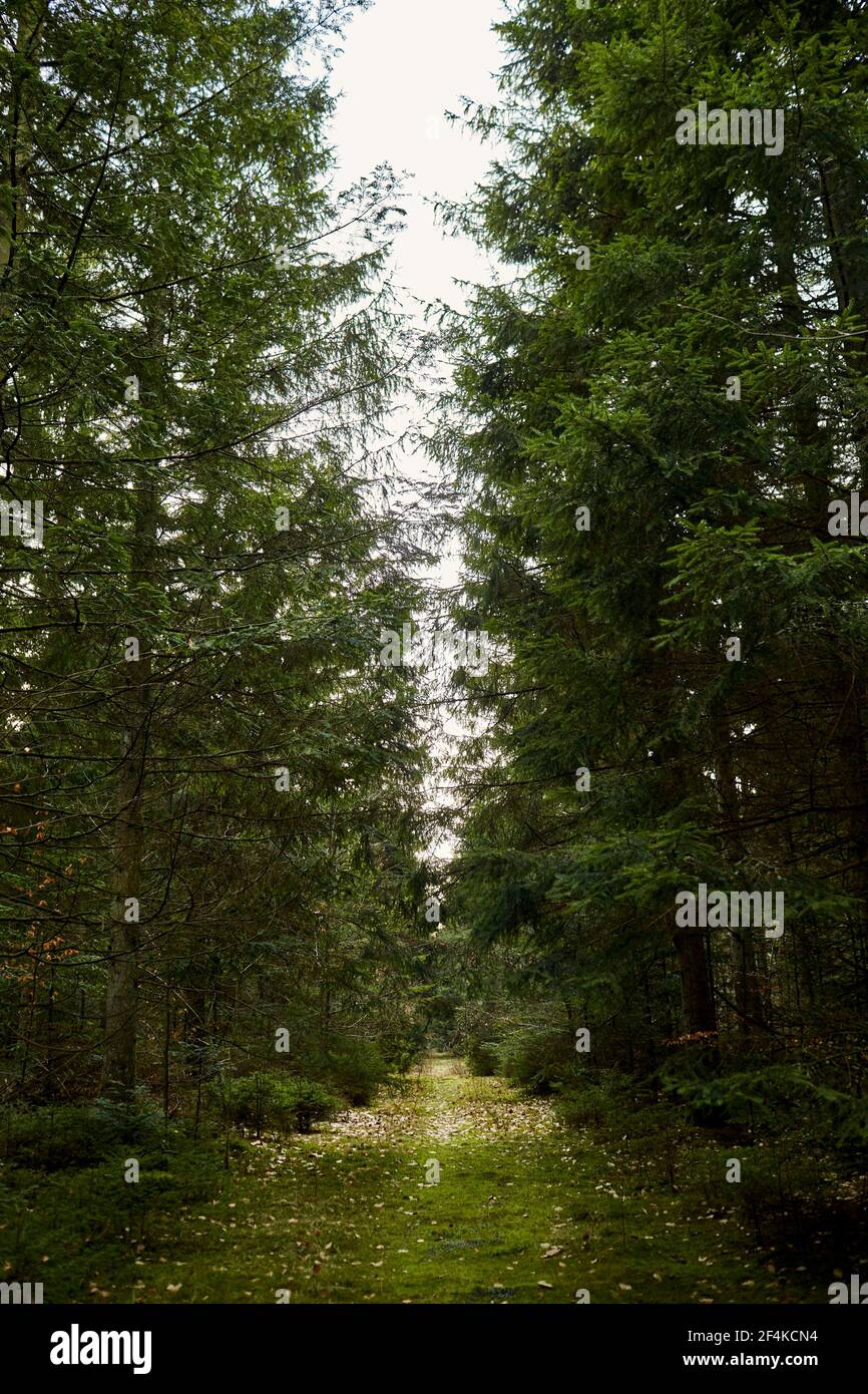 Beautiful forest path hi-res stock photography and images - Alamy