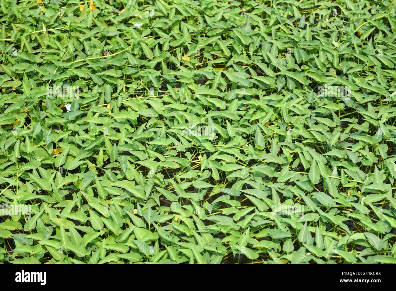 Morning glory plant growth on pond, morning glory vegetable water weed Stock Photo Alamy