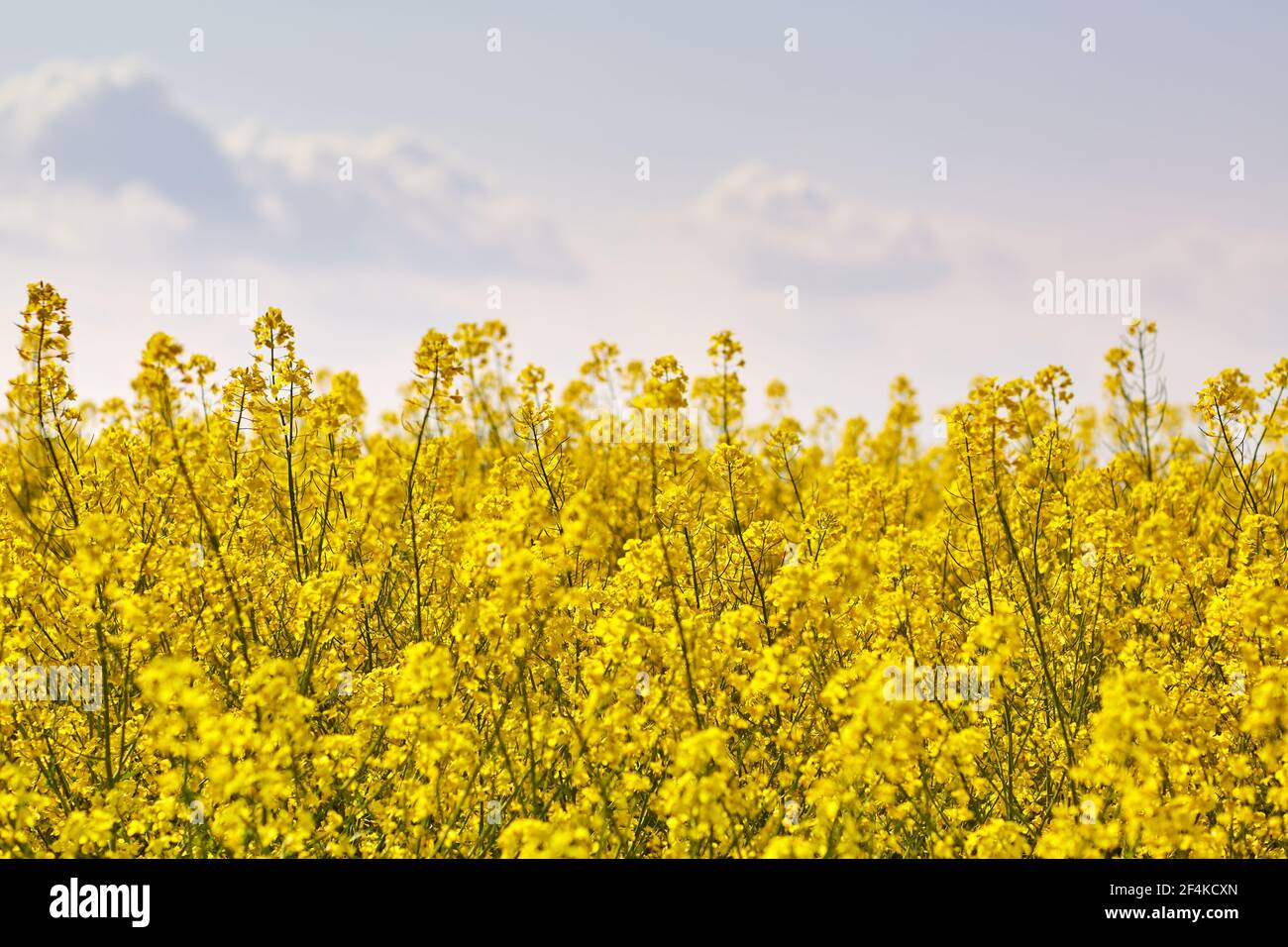 Beautiful yellow raps hi-res stock photography and images - Alamy
