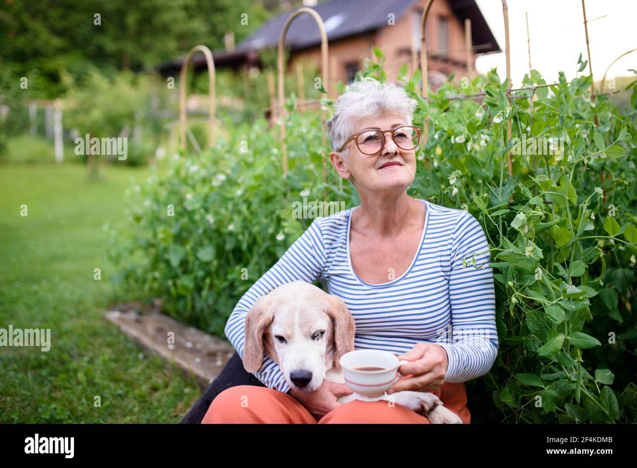 Portrait of senior woman with coffee sitting outdoors in garden, pet dog friendship. Stock Photo