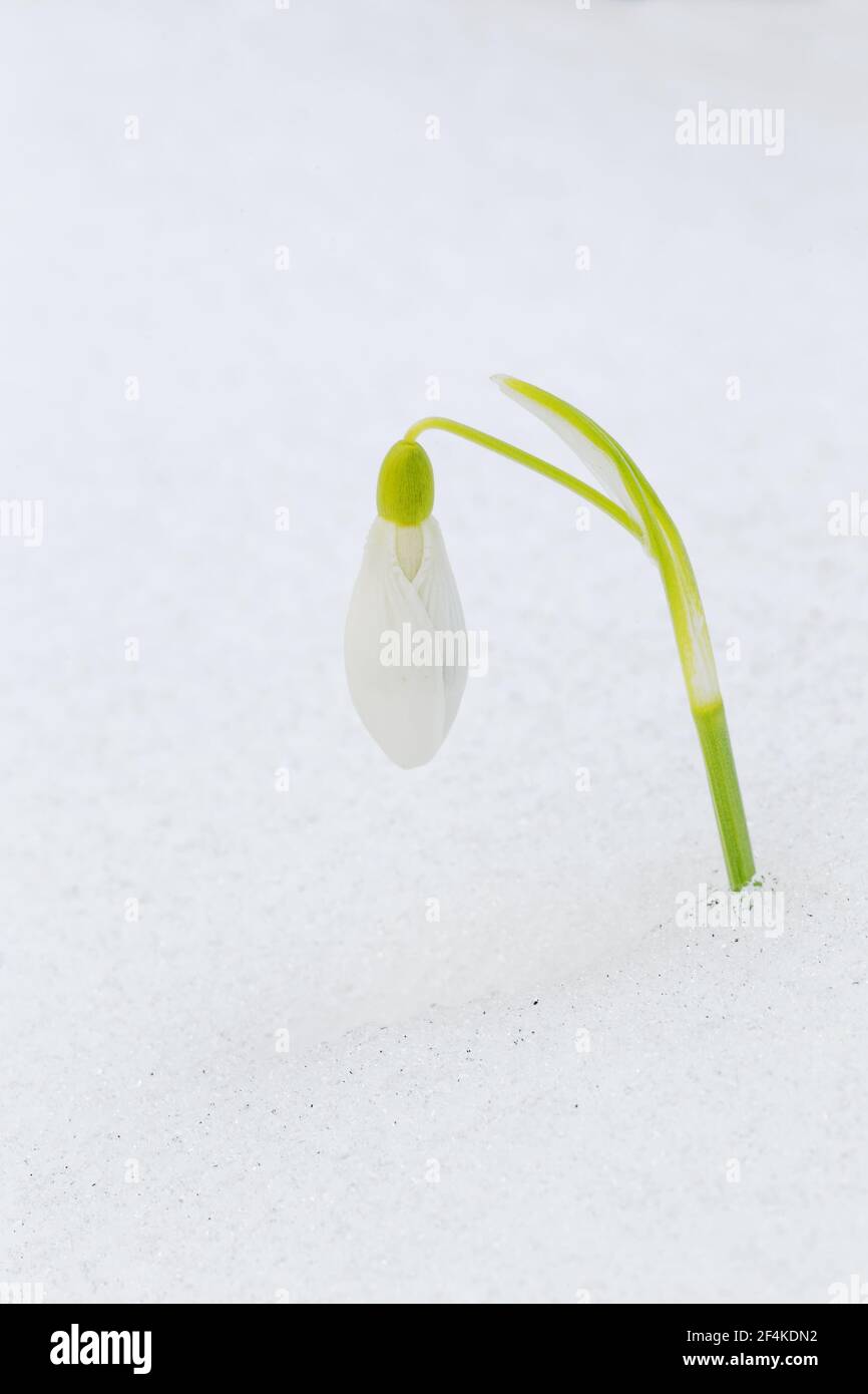 Snowdrops in snowGalanthus nivalis Essex, UK PL002172 Stock Photo