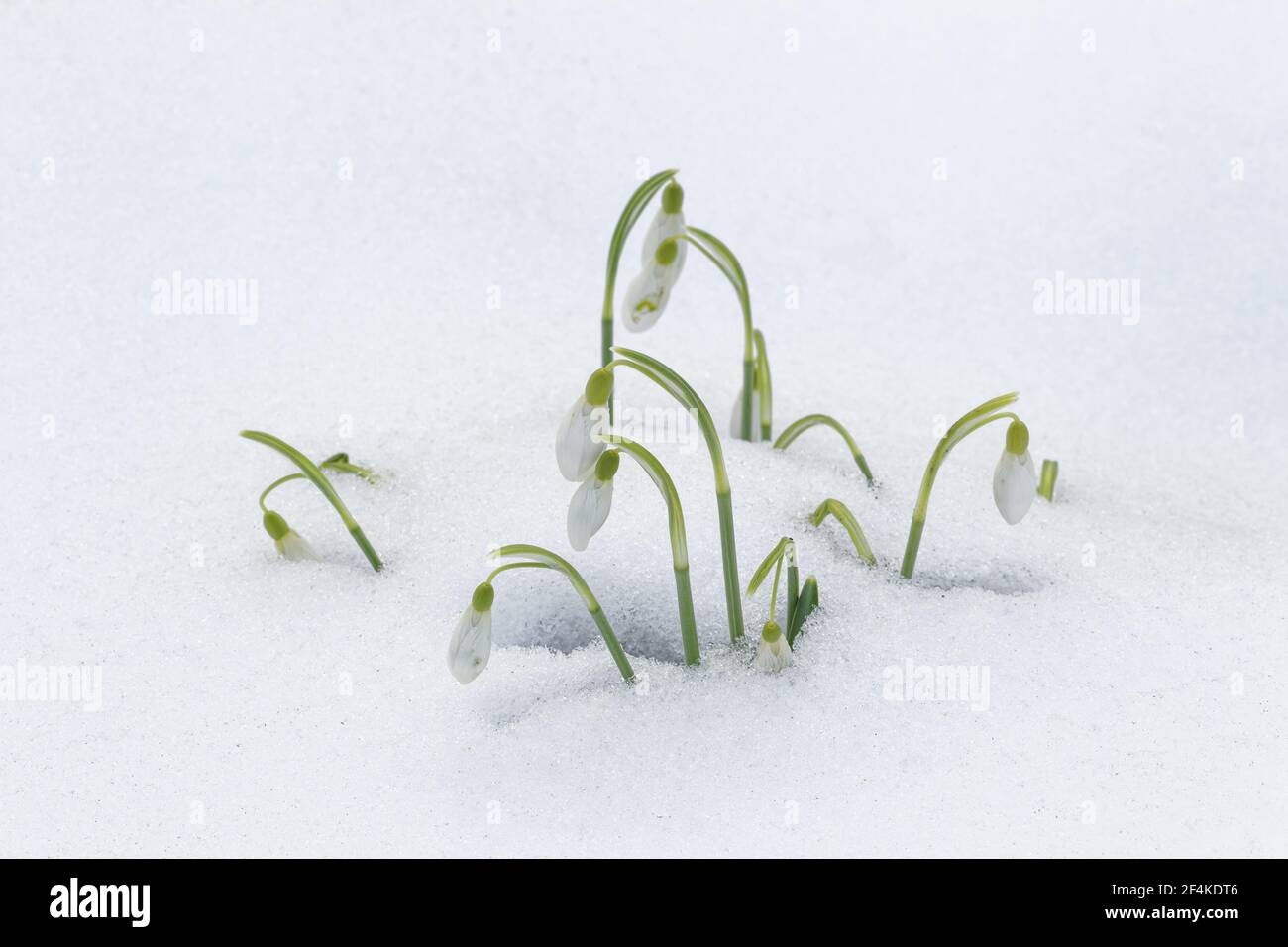 Snowdrops in snowGalanthus nivalis Essex, UK PL002173 Stock Photo
