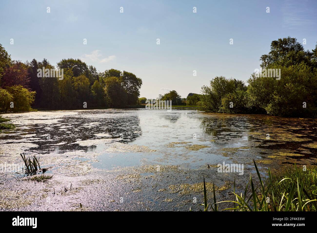 Forest lake in sunny hi-res stock photography and images - Alamy
