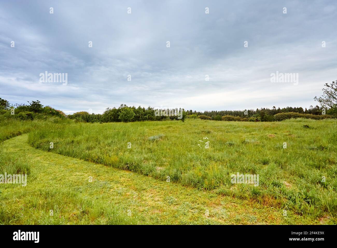 Green field tall grass hi-res stock photography and images - Alamy