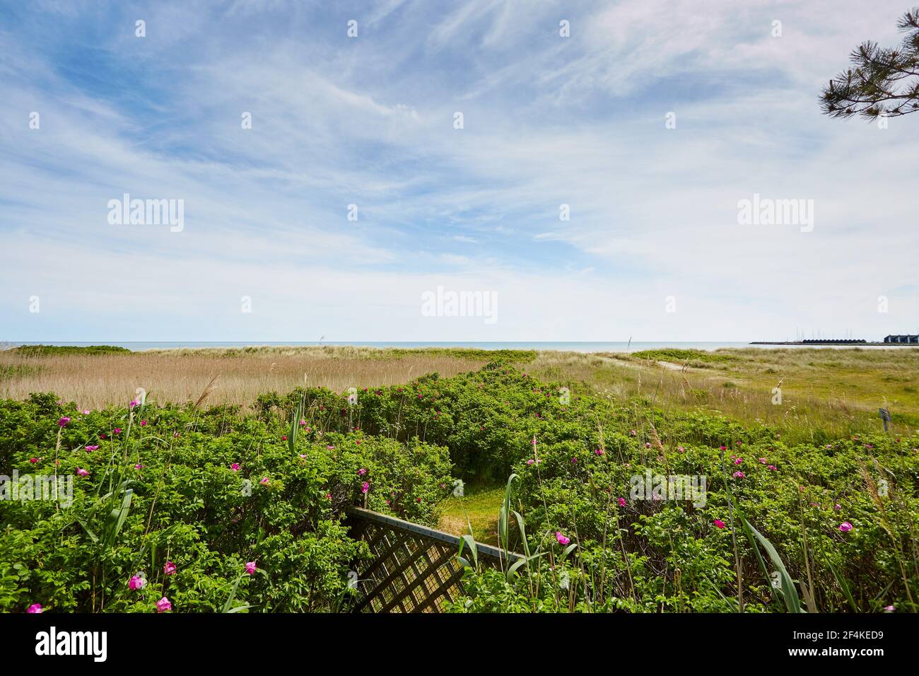 Green field tall grass hi-res stock photography and images - Alamy
