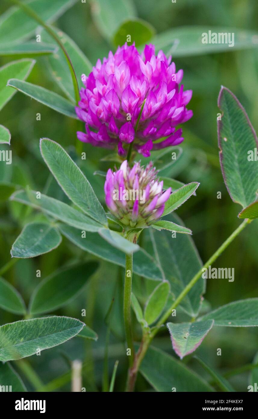 RED CLOVER Trifolium Pratense Stock Photo Alamy
