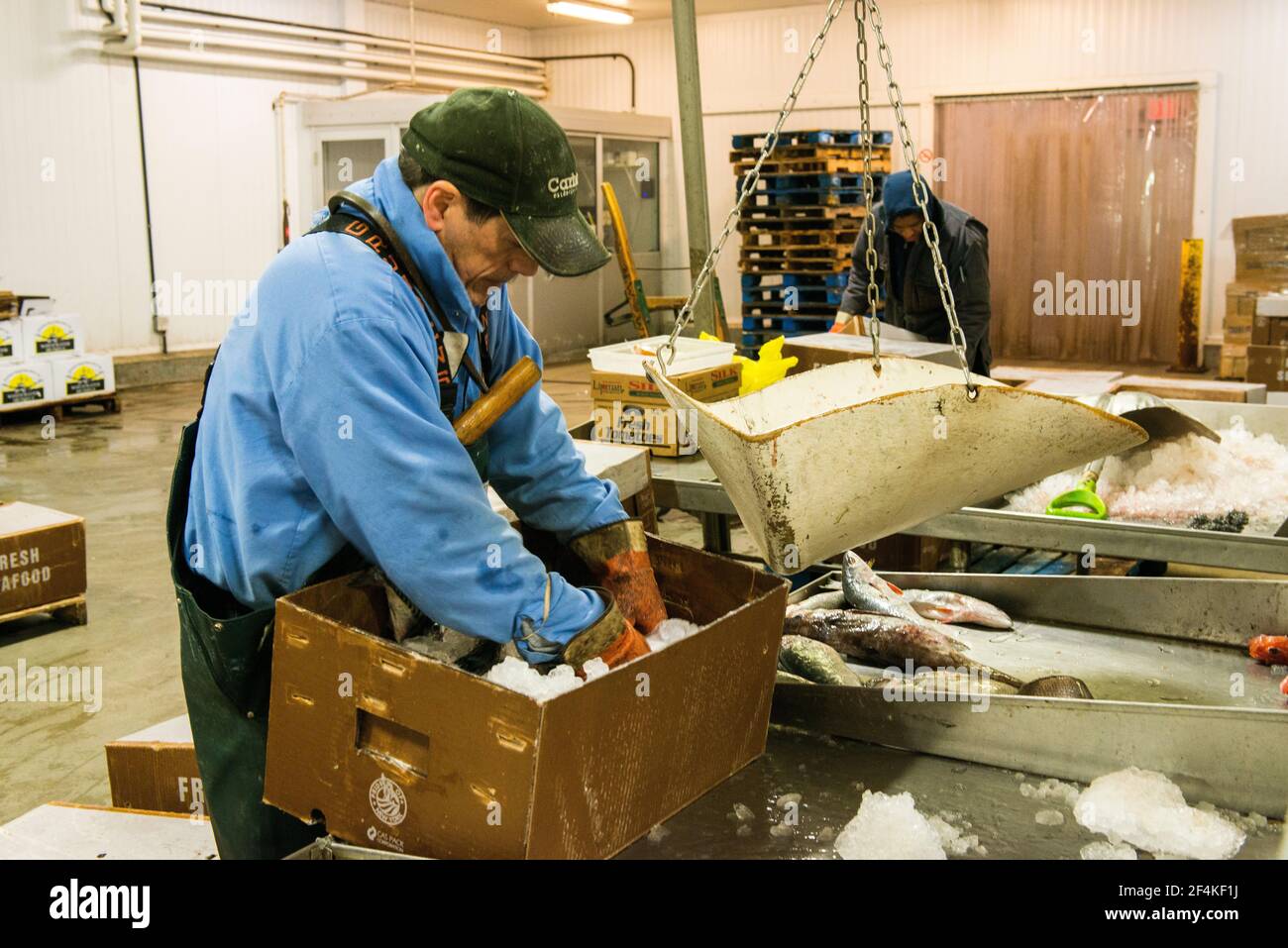 New York City, USA. Wholesale market stall employee preparing boxes