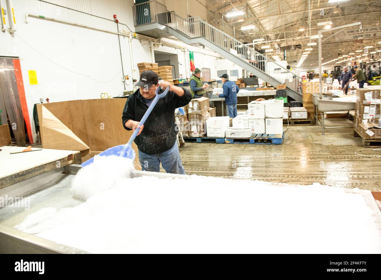 New York City, USA. Wholesale market stall employee shuffling frozen