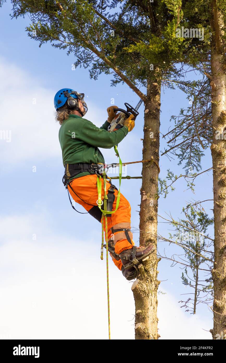 Tree Surgeon Arborist in a harness cutting down an overgrown Conifer tree against a blue sky. Much Hadham, Hertfordshire. UK Stock Photo