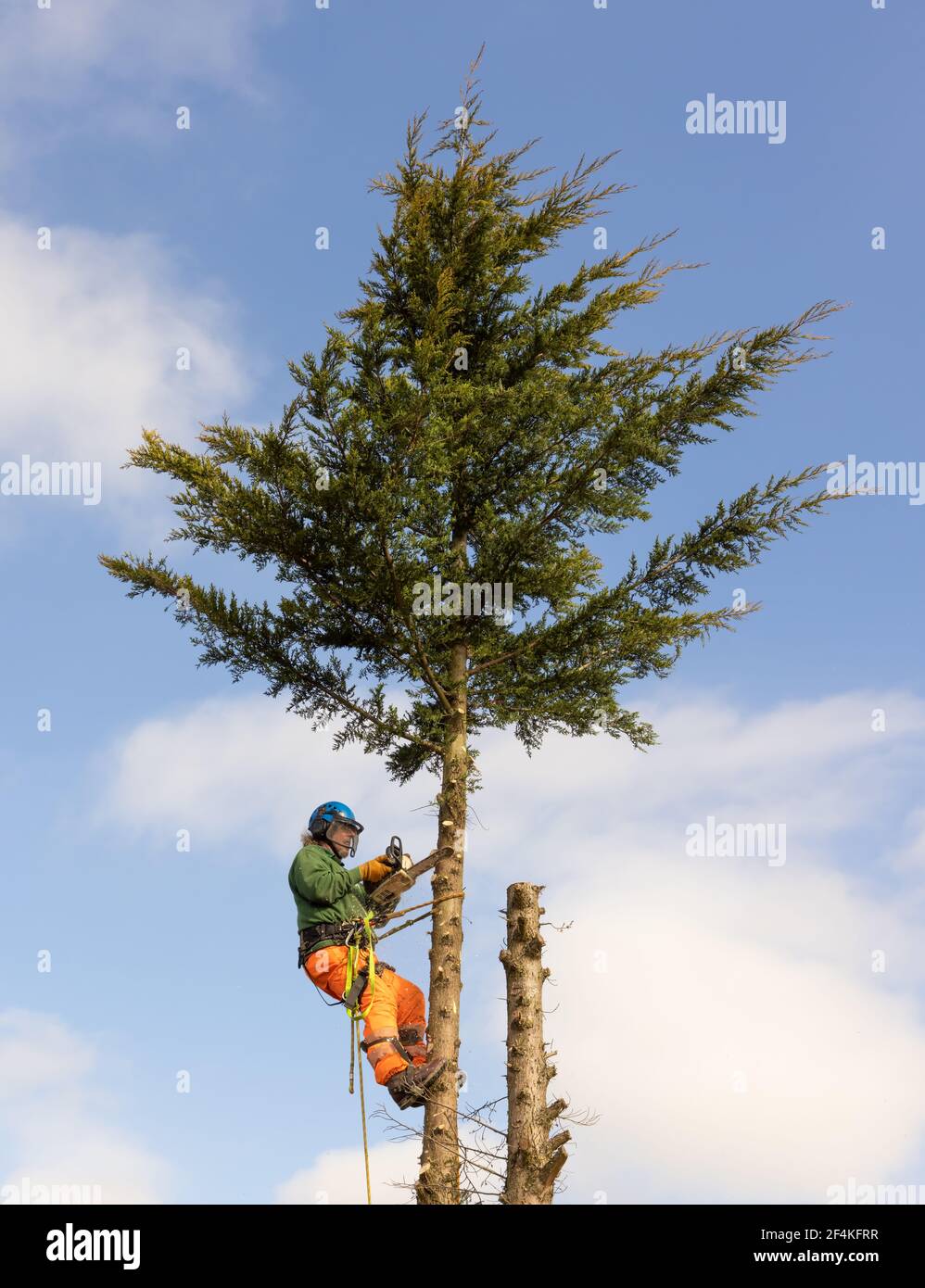 Tree Surgeon Arborist in a harness cutting down an overgrown Conifer tree against a blue sky. Much Hadham, Hertfordshire. UK Stock Photo