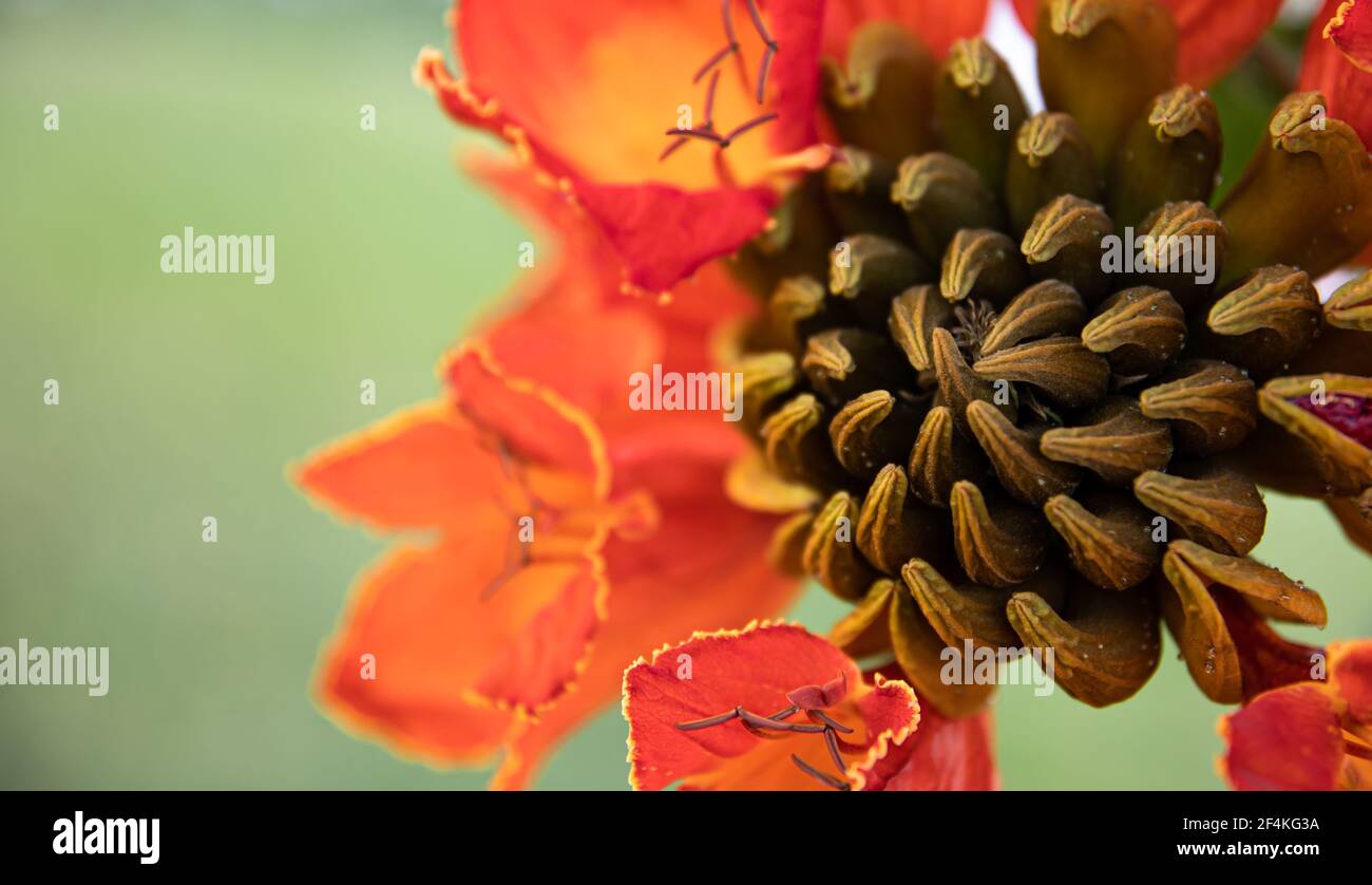 Close-up of red exotic flowers. Plants and flowers of Egypt. Stock Photo