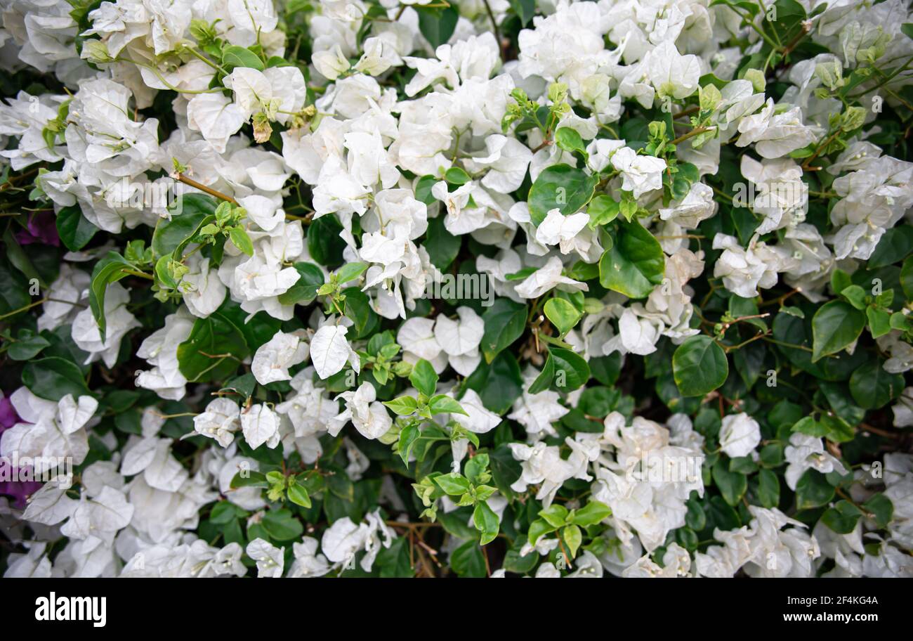 Closeup of a variegated bush with white leaves. Exotic plants of Egypt