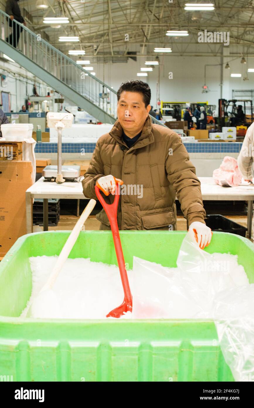 New York City, USA. Wholesale market stall employee shuffling frozen