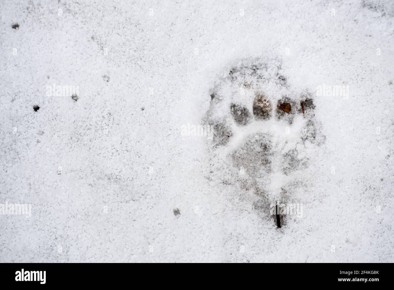 Badger footprint in the snow in winter or spring in the forest or woods, close up Stock Photo